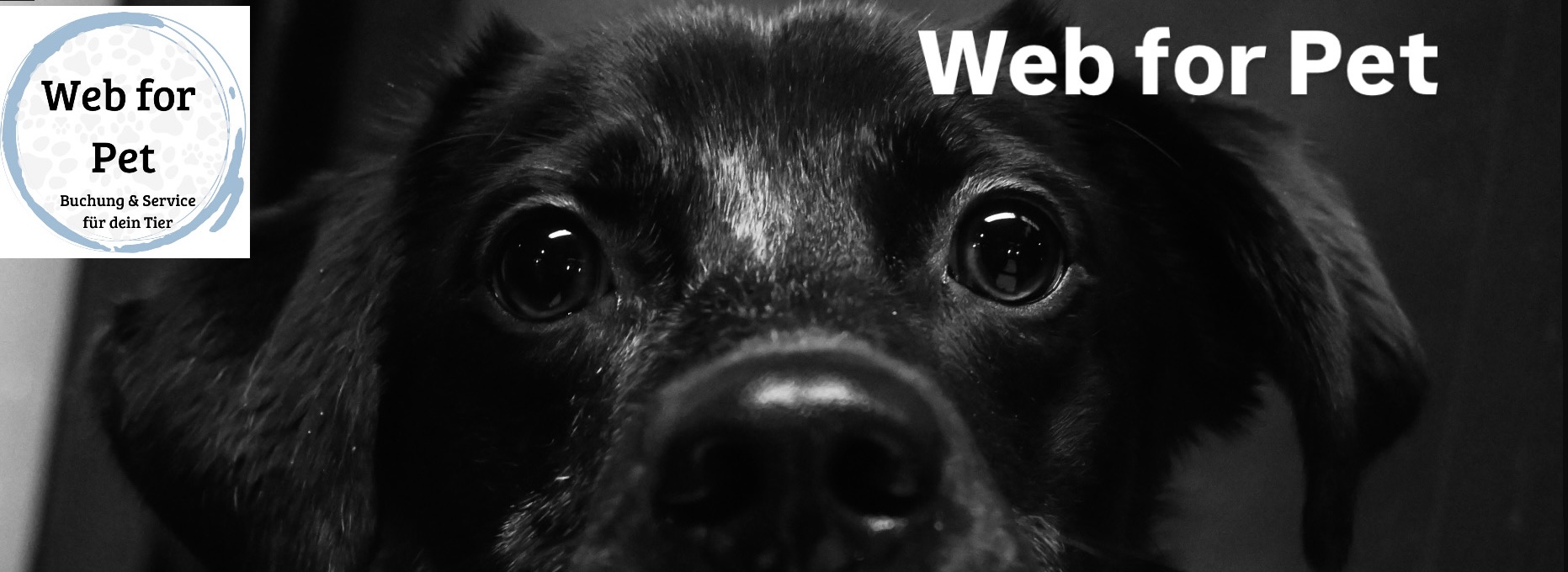 Web for Pet